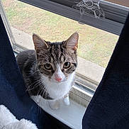 Lily joined the competition — help win amazing prizes! cat, tabby_cat, windowsill, curtains, indoor, pet, whiskers, pink_nose, fur, animal, looking_up, domestic_cat, window_screen, daylight, close_up, sitting, curious, feline, household, soft_light