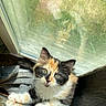 animal, calico, cat, closeup, cozy, curious, cute, fur, gray_fabric, green_eyes, indoor, kitten, pet, reflection, resting, sunlight, texture, whiskers, window, young