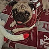 Georga May joined the competition — help win amazing prizes! pug, dog, pet, puppy, canine, short_hair, wrinkled_face, wide_eyes, tongue_out, red_jersey, sportswear, costume, sitting, indoors, blanket, bed, plush_toy, portrait, funny, closeup