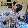pug, dog, pet, sitting, portrait, wrinkles, collar, black_mask, brown_fur, outdoor, patio, table, tablecloth, window, welcome_sign, chairs, drinks, container, closeup, funny_expression