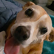 Sandy is registered to the contest to win money with this photo: dog, tongue_out, close_up, pet_bed, blanket, indoor, cozy, canine, animal, resting, cute, household, fur, paw, bedroom, companion, happy, domestic, friend, relaxed