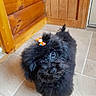 adorable, animal, black_dog, bow, companion, curious, cute, dog, domestic_animal, door, fluffy, fur, house, indoor, looking_up, pet, small_dog, standing, tile_floor, wooden_wall