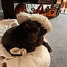 animal, bed, blanket, carpet, cozy, curly_hair, dog, electronics, fur, furniture, hat, indoor, living_room, pet, resting, screen, towel, tv, tv_stand, wooden_decor