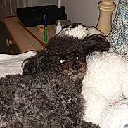 Chloe Mersadies joined the competition — help win amazing prizes! animal, bed, black_dog, blanket, companion, cozy, curly_fur, cute, dog, domestic, furniture, indoor, pet, pillow, relaxation, resting, room, textile, white_dog, wooden_bedpost