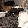 animal, bed, black_dog, blanket, companion, cozy, curly_fur, cute, dog, domestic, furniture, indoor, pet, pillow, relaxation, resting, room, textile, white_dog, wooden_bedpost