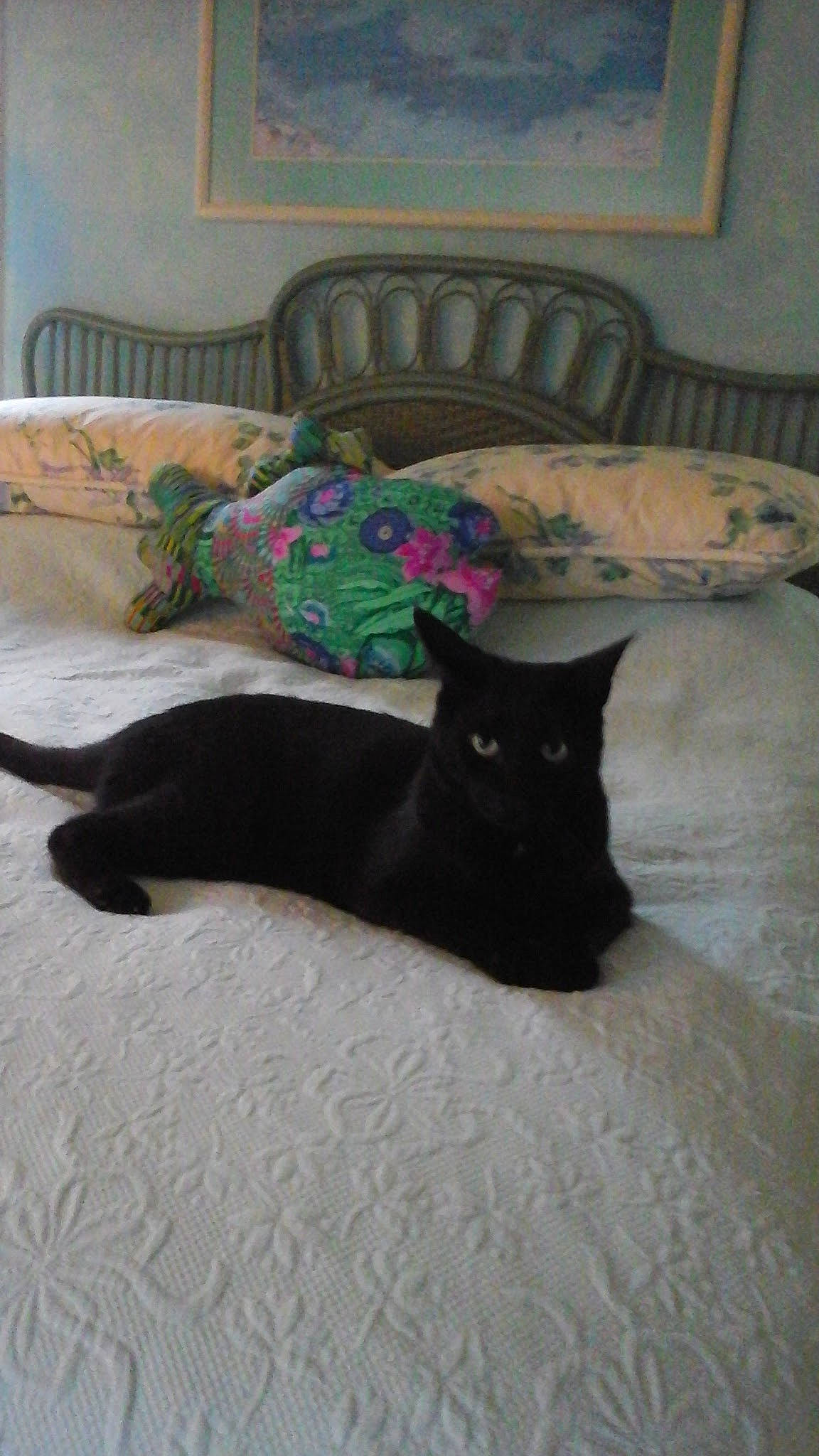 Buster joined the competition — help win amazing prizes! black_cat, carnivore, cat, chair, comfort, domestic_short_haired_cat, felidae, floor, flooring, fur, grey, hardwood, linens, picture_frame, room, small_to_medium_sized_cats, snout, tail, whiskers, wood