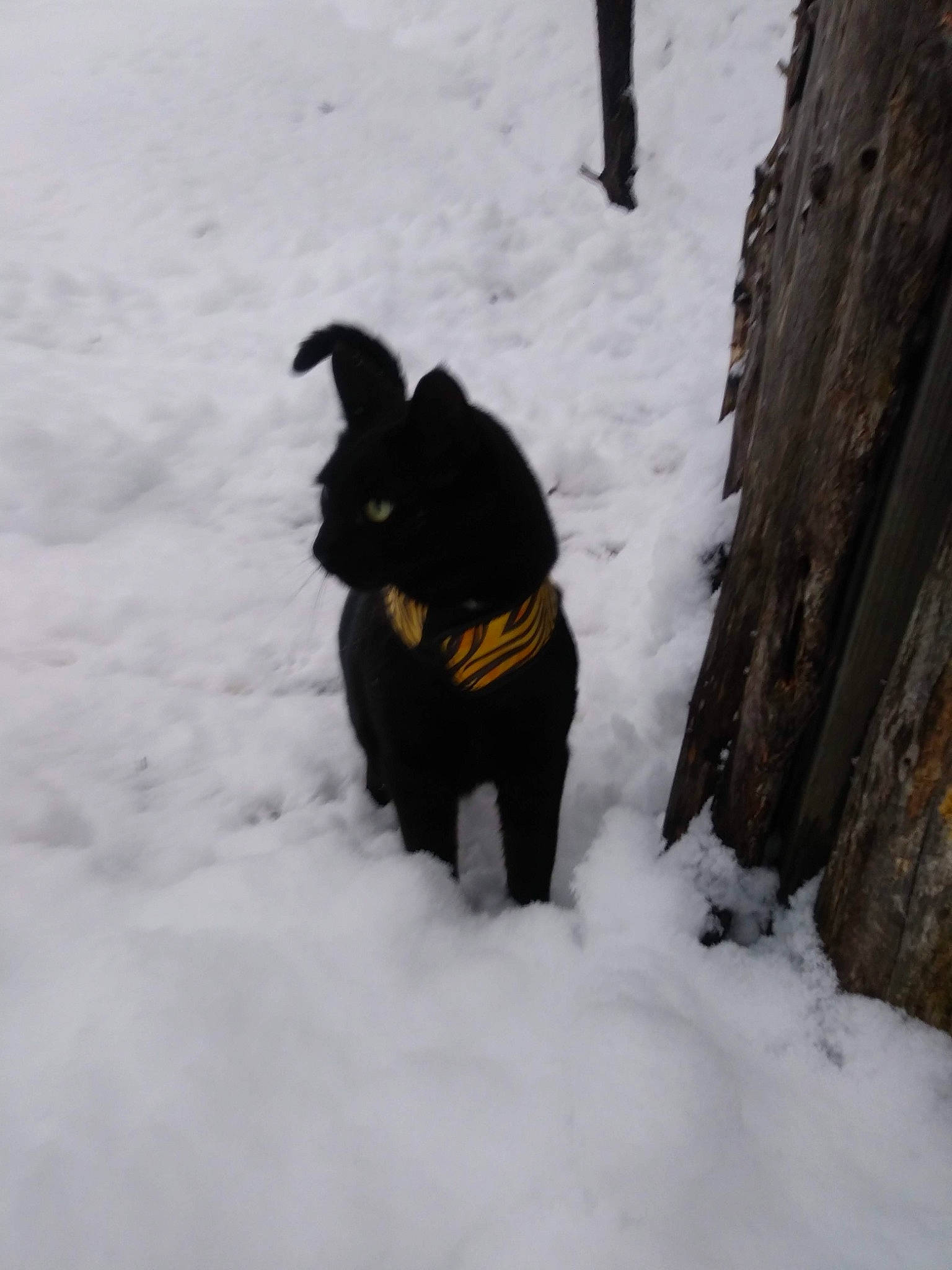 Buster is registered to the contest to win money with this photo: canidae, carnivore, dog_breed, event, freezing, fur, geological_phenomenon, precipitation, snow, sporting_group, tail, tree, winter