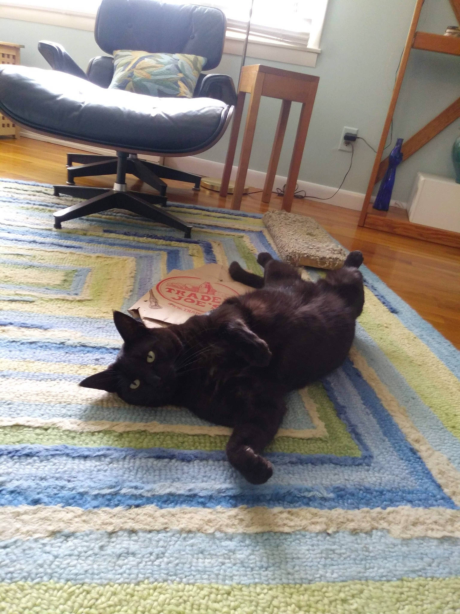 Buster joined the competition — help win amazing prizes! bombay, brown, carnivore, cat, chair, comfort, dog_breed, domestic_short_haired_cat, felidae, floor, flooring, fur, hardwood, mammal, room, small_to_medium_sized_cats, tail, whiskers, wood, wood_flooring