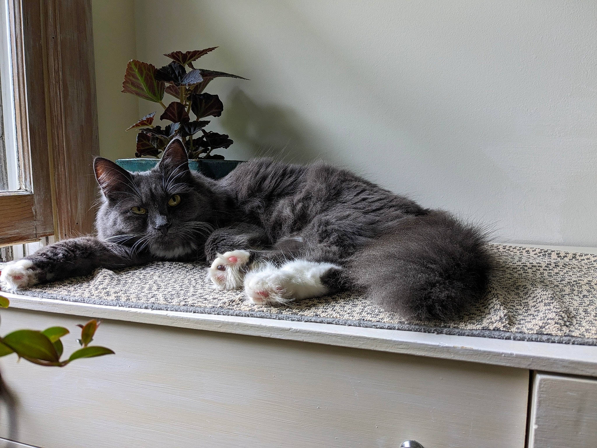 Puff is registered to the contest to win money with this photo: carnivore, cat, cat_supply, curtain, domestic_short_haired_cat, felidae, fur, grey, house, plant, room, sitting, small_to_medium_sized_cats, tail, whiskers, window, window_covering