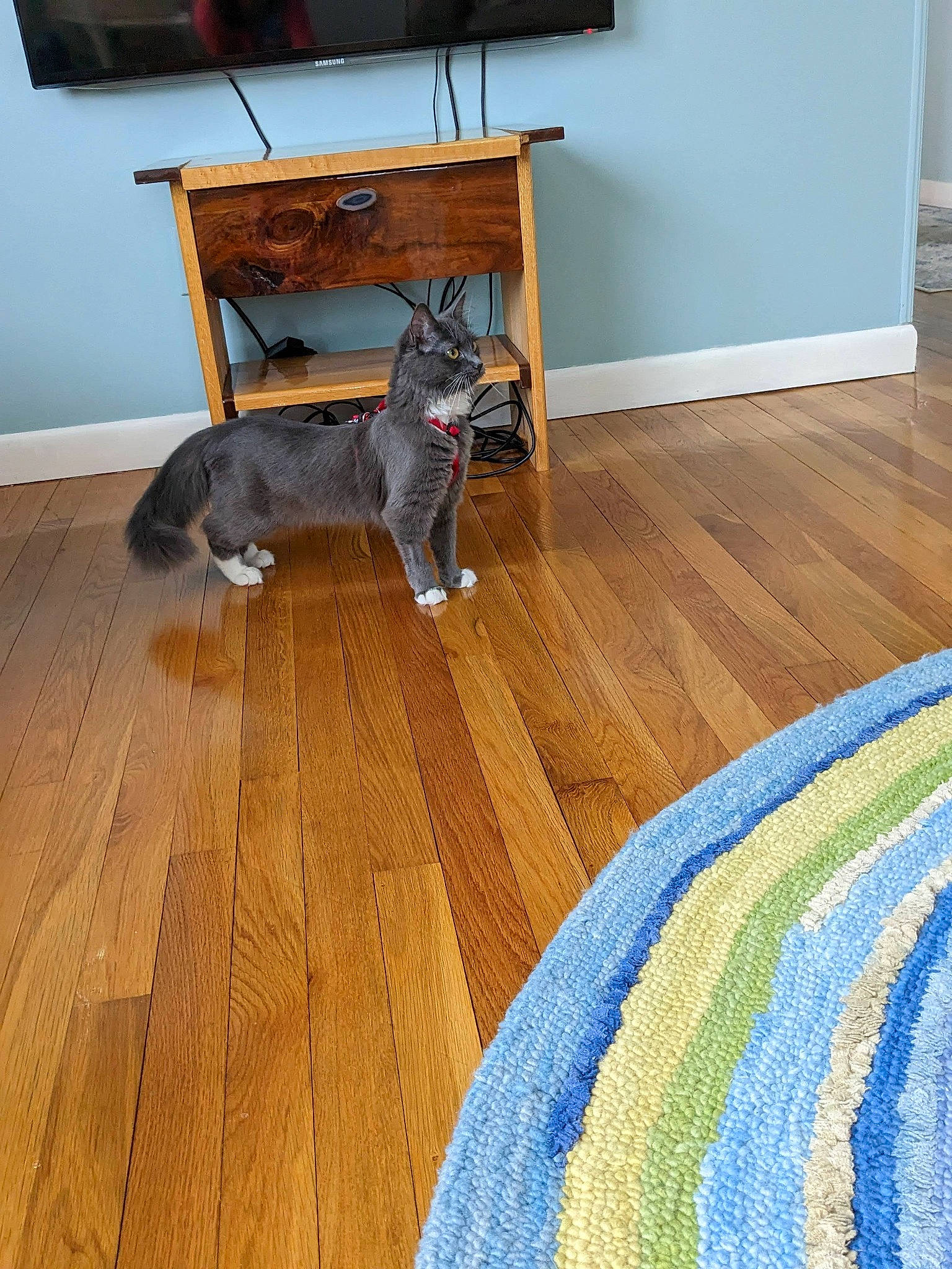 Puff joined the competition — help win amazing prizes! blue, carnivore, companion_dog, dog, dog_breed, door_mat, fawn, floor, flooring, grey, hardwood, laminate_flooring, pattern, plank, tail, varnish, wood, wood_flooring, wood_stain, working_animal