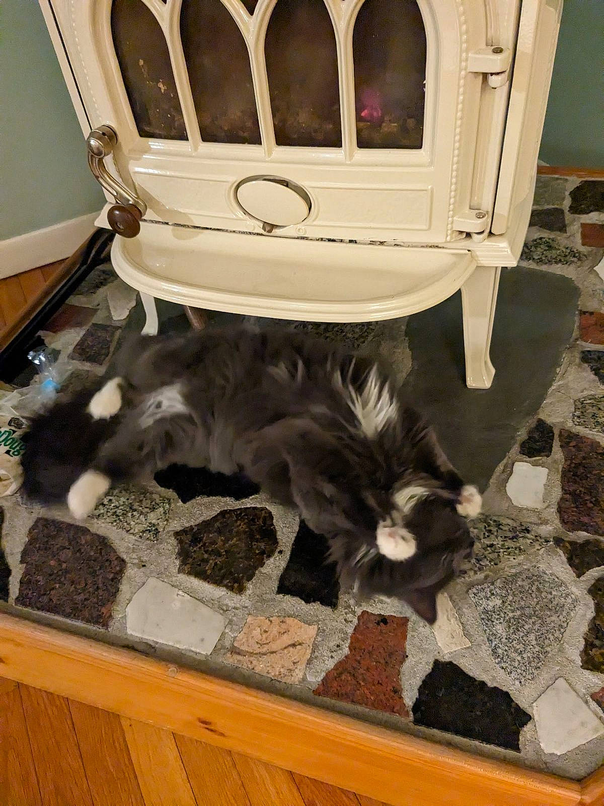 Puff joined the competition — help win amazing prizes! box, canidae, carnivore, cat, cat_supply, chair, companion_dog, drawer, felidae, floor, flooring, fur, hardwood, pet_supply, room, small_to_medium_sized_cats, sporting_group, tail, whiskers, wood