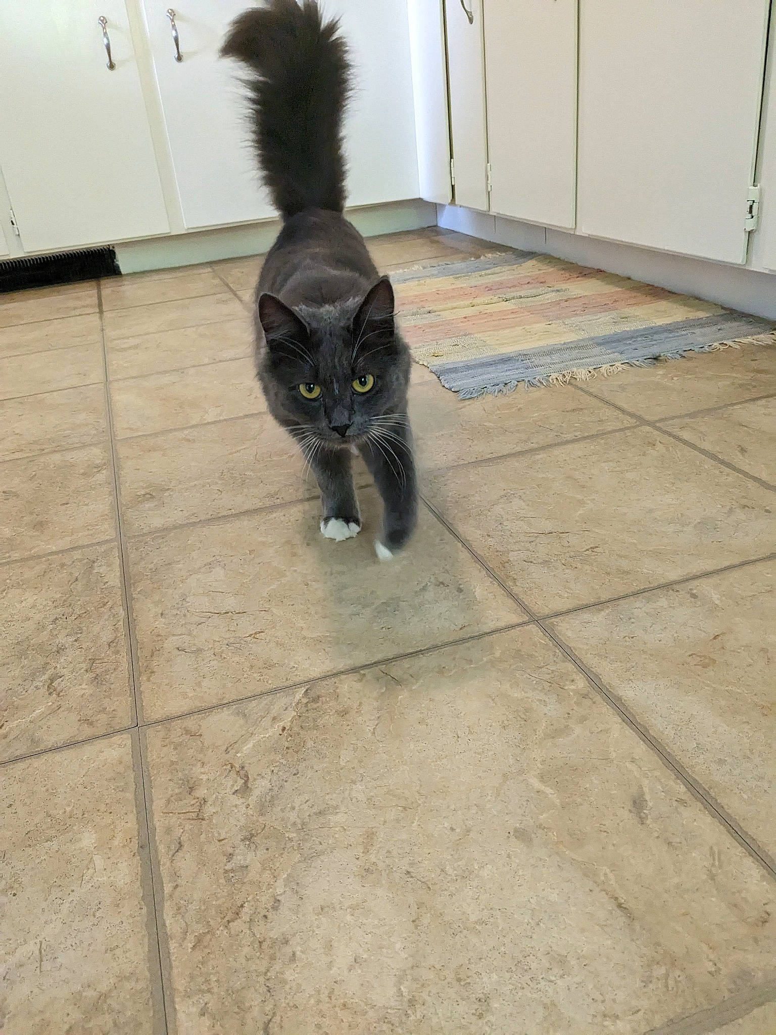 Puff joined the competition — help win amazing prizes! black_cat, carnivore, cat, dog_breed, domestic_short_haired_cat, door, felidae, floor, flooring, fur, grey, hardwood, human_leg, small_to_medium_sized_cats, snout, tail, terrestrial_animal, tile_flooring, whiskers, wood