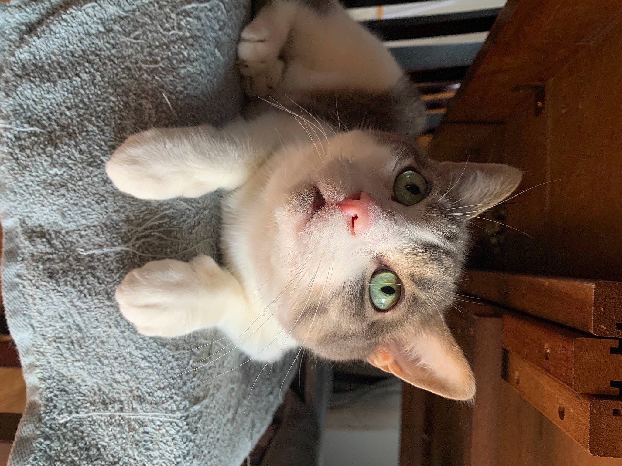 Nico is registered to the contest to win money with this photo: carnivore, cat, domestic_short_haired_cat, fang, fawn, felidae, fur, grey, paw, small_to_medium_sized_cats, snout, tail, whiskers, wood