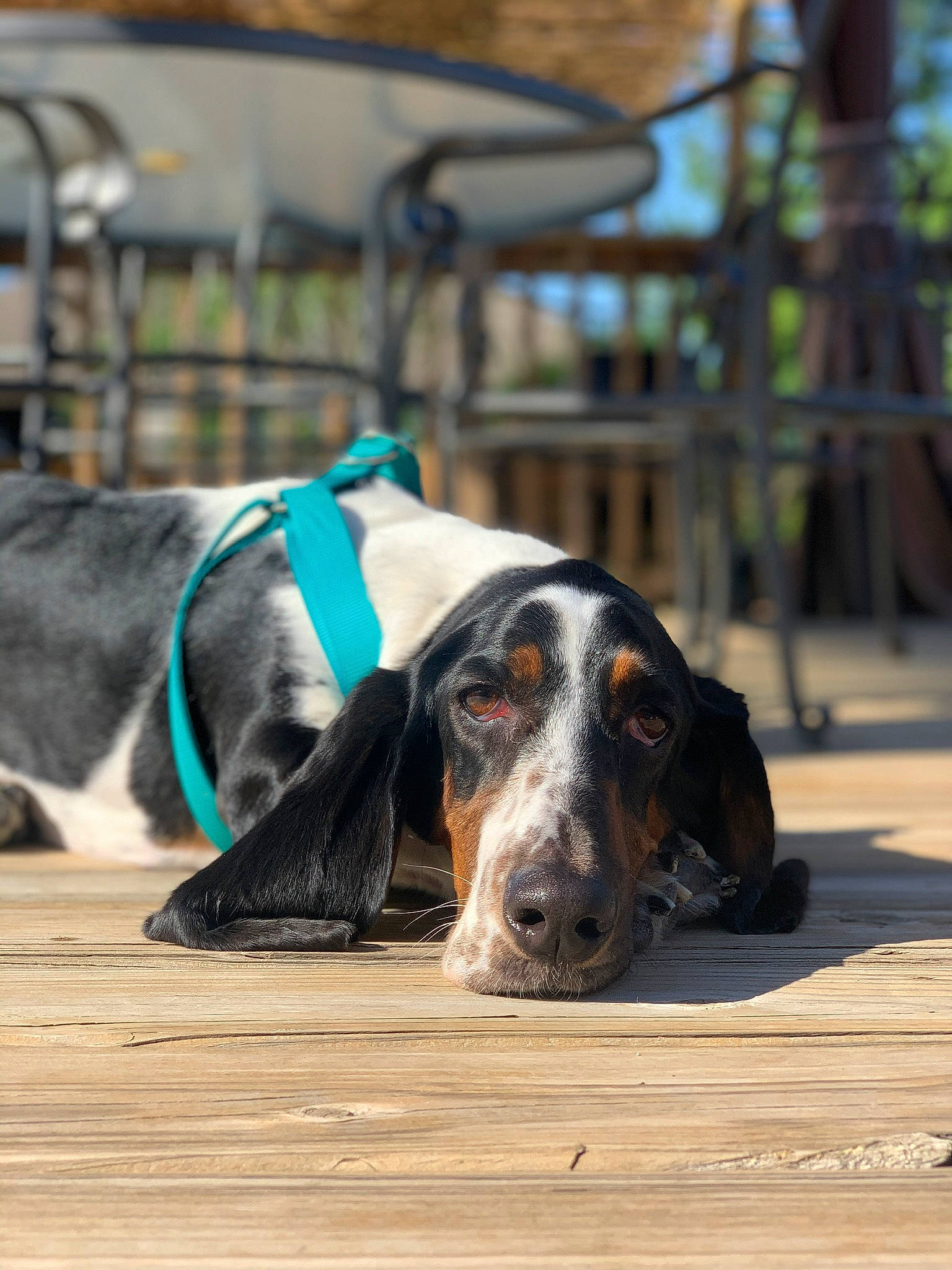 Agnes joined the competition — help win amazing prizes! ball, basset_hound, canidae, carnivore, companion_dog, dog, dog_breed, hound, hunting_dog, scent_hound, snout, sporting_group, terrestrial_animal, whiskers, window, working_animal, working_dog
