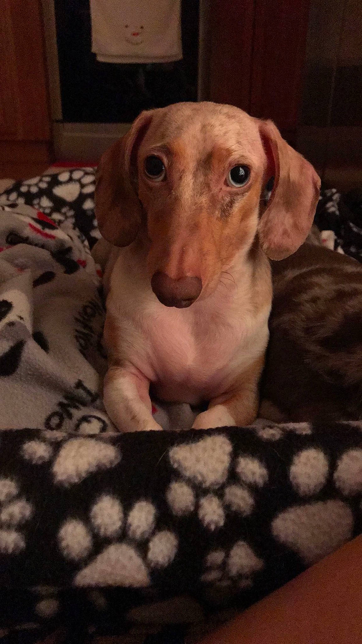 Bogart joined the competition — help win amazing prizes! canidae, carnivore, comfort, companion_dog, dog, dog_breed, dog_supply, fawn, hardwood, hound, hunting_dog, liver, pattern, pet_supply, snout, sporting_group, terrestrial_animal, whiskers, wood, working_animal