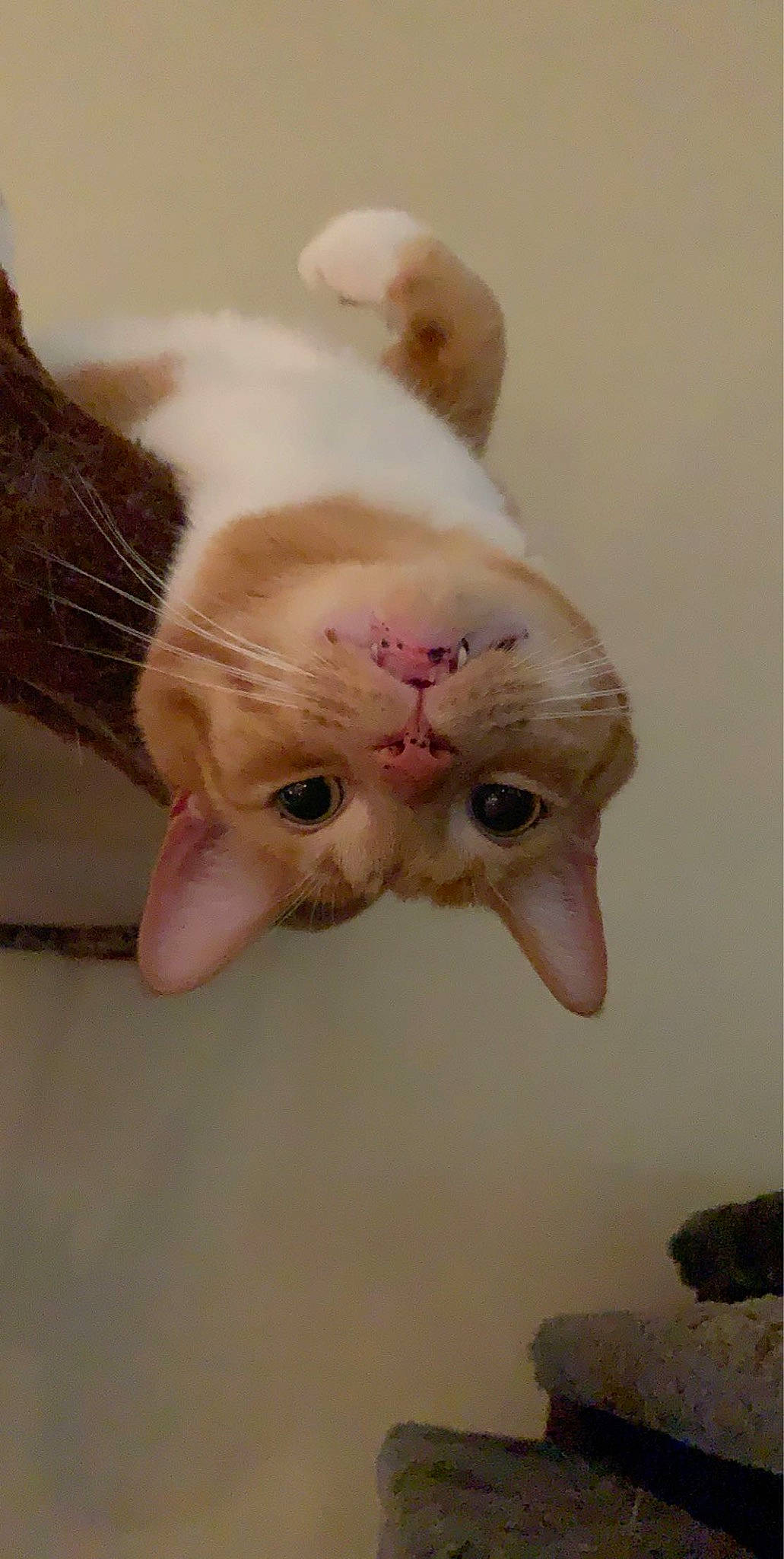 Walter joined the competition — help win amazing prizes! carnivore, cat, claw, close_up, comfort, domestic_short_haired_cat, ear, eyelash, fawn, felidae, foot, fur, gesture, nail, nose, paw, small_to_medium_sized_cats, snout, tail, whiskers