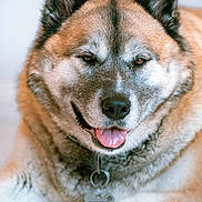 Hiro joined the competition — help win amazing prizes! dog, pet, close_up, portrait, tongue, collar, dog_tag, name_tag, fur, brown_fur, ears, eyes, nose, muzzle, whiskers, indoor, tile_floor, happy, relaxed, large_dog