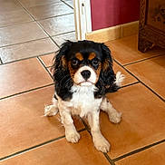 Abby participe au concours pour gagner de l'argent avec cette photo : dog, puppy, cavalier_king_charles_spaniel, indoor, floor, tile_floor, pet, animal, cute, small_dog, sitting, fur, black_and_white, brown_markings, looking_at_camera, ears, whiskers, tail, domestic, companion