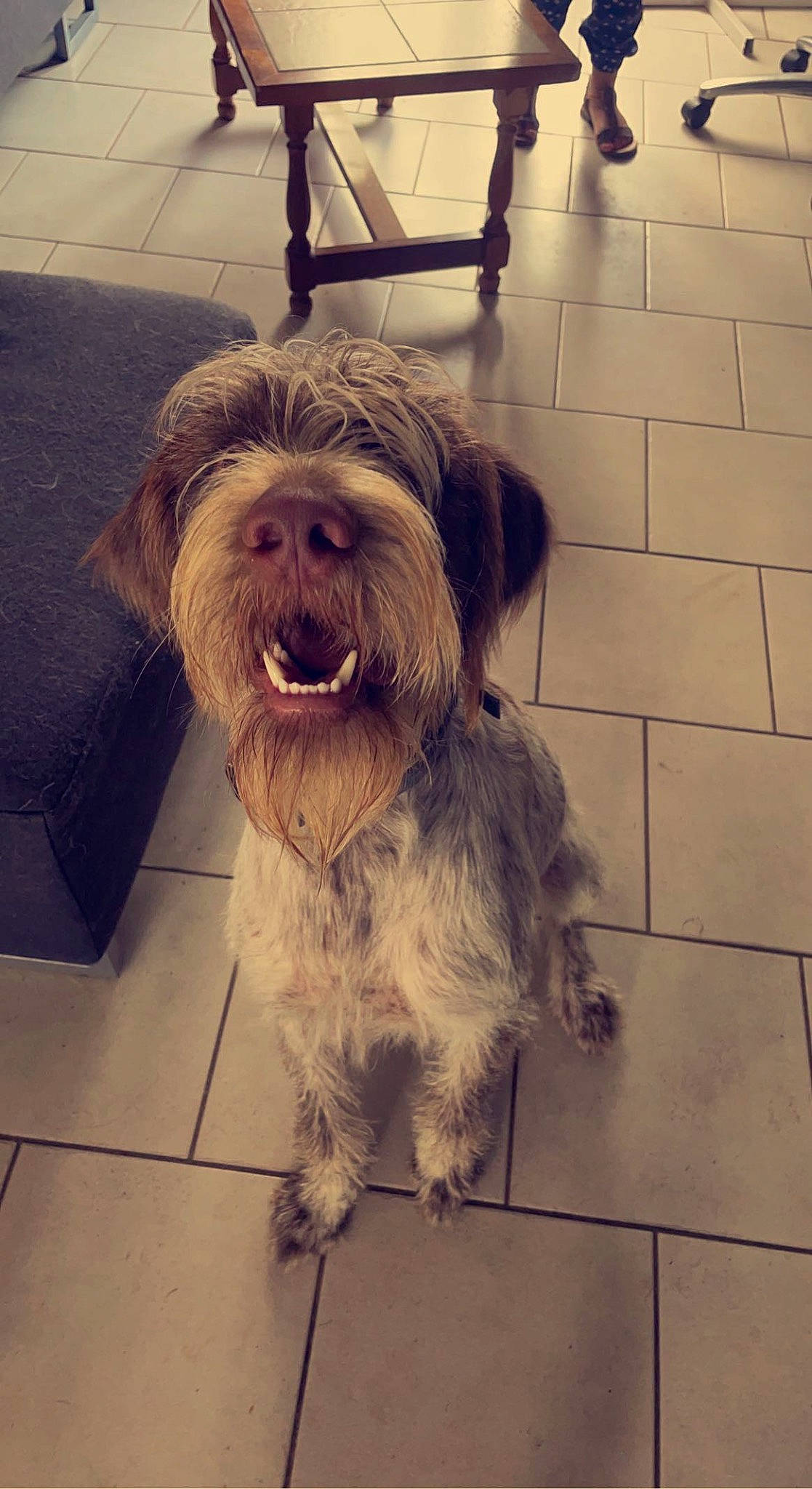 Snoopy participe au concours pour gagner de l'argent avec cette photo : biewer_terrier, canidae, carnivore, companion_dog, dog, dog_breed, flooring, fur, liver, maltepoo, non_sporting_group, schapendoes, small_terrier, snout, sporting_group, square, terrier, toy_dog, working_animal, yorkipoo