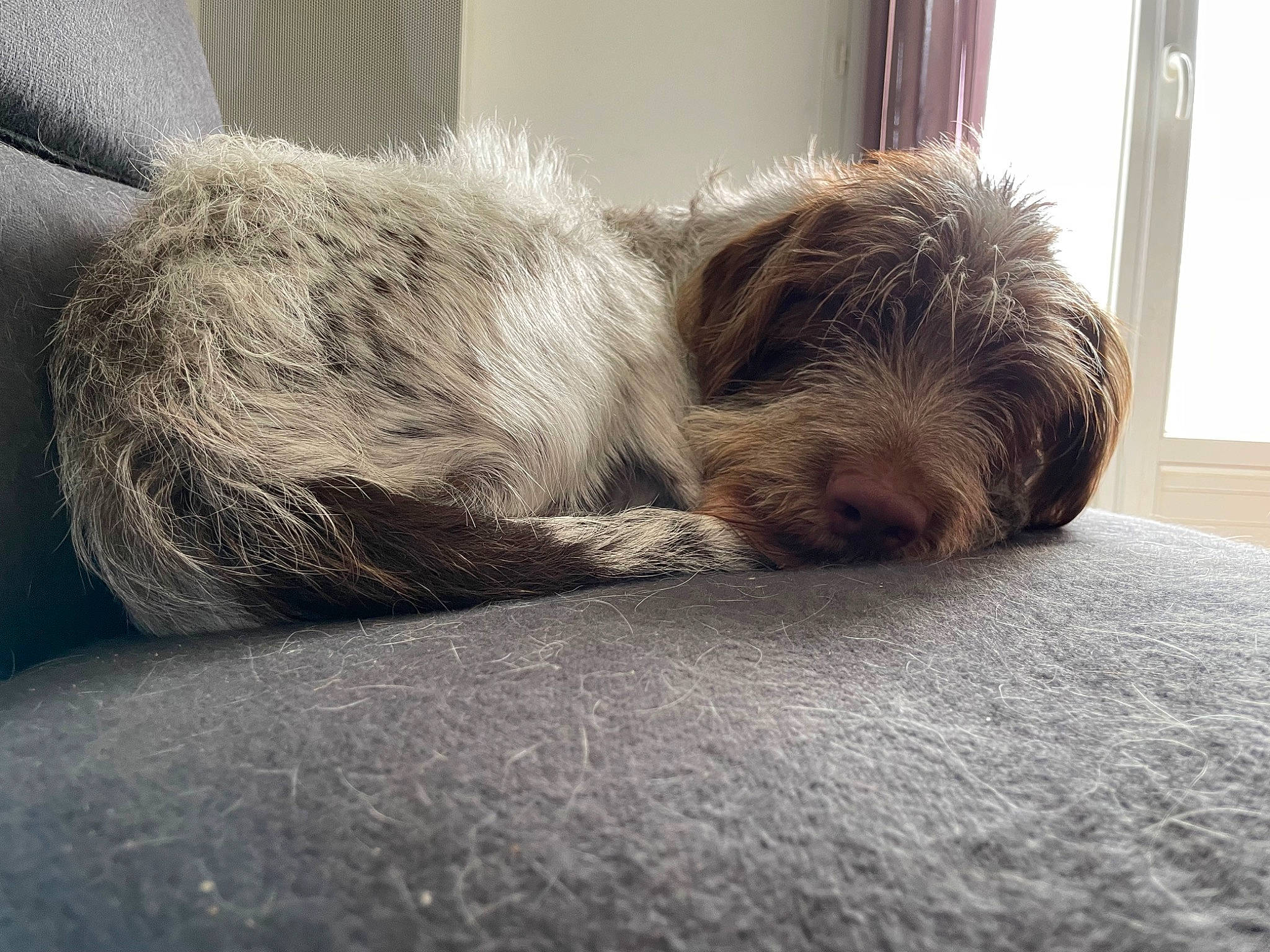 Snoopy participe au concours pour gagner de l'argent avec cette photo : carnivore, comfort, companion_dog, dog, dog_breed, flooring, fur, grey, hardwood, linens, liver, nap, small_terrier, snout, sporting_group, tail, terrestrial_animal, terrier, toy_dog, window