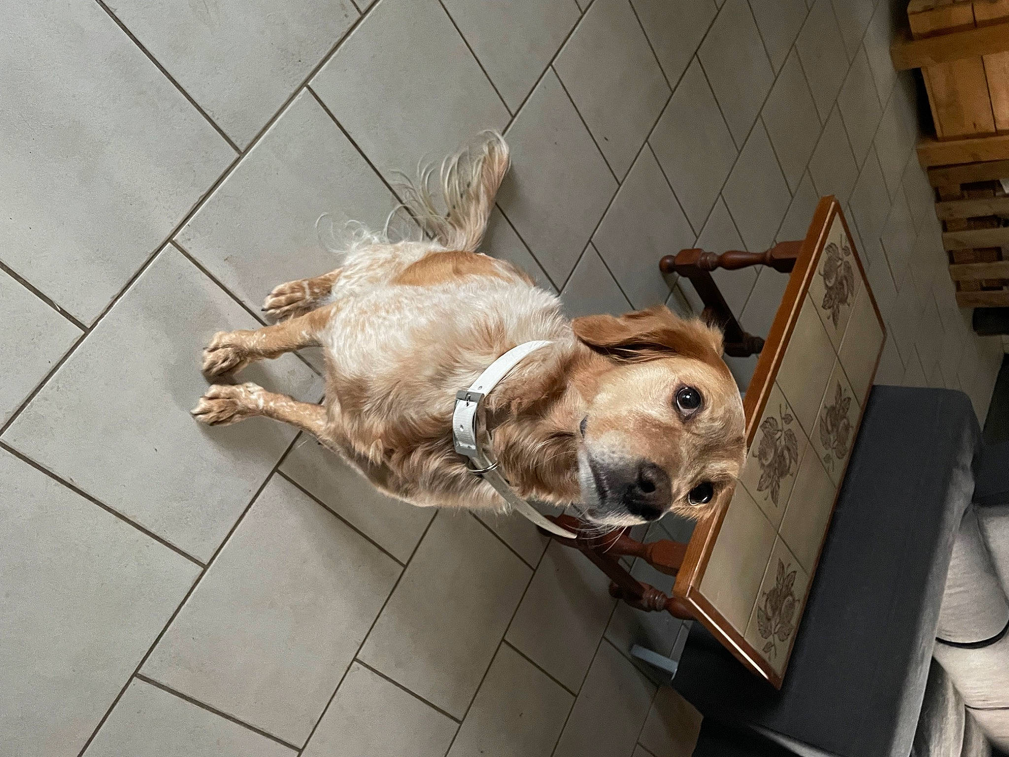 Myssa a rejoint le concours — aidez-le/la à gagner de superbes lots ! canidae, carnivore, collar, companion_dog, dog, dog_breed, dog_crate, dog_supply, fawn, floor, flooring, fur, paw, pet_supply, snout, street_dog, tail, tile_flooring, wood, working_animal