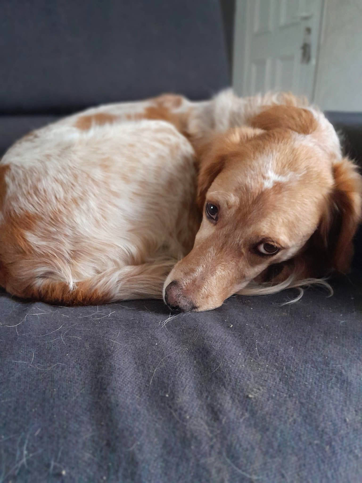 Myssa a rejoint le concours — aidez-le/la à gagner de superbes lots ! bed, canidae, carnivore, comfort, companion_dog, dog, dog_breed, fawn, flooring, fur, gun_dog, liver, retriever, snout, sporting_group, whiskers, wood, working_animal