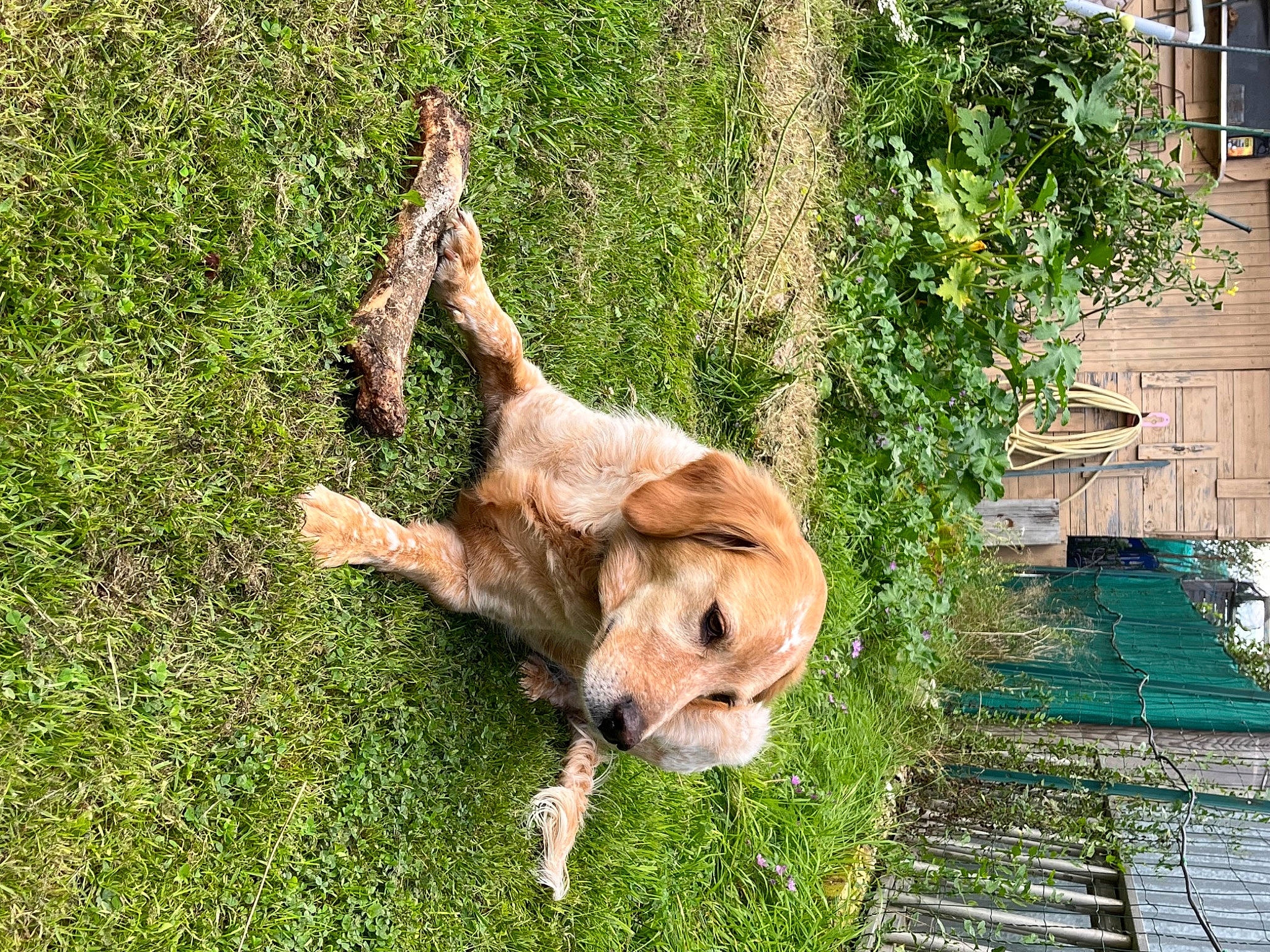 Myssa a rejoint le concours — aidez-le/la à gagner de superbes lots ! canidae, carnivore, companion_dog, dog, dog_breed, east_european_shepherd, fawn, grass, groundcover, guard_dog, plant, retriever, snout, sporting_group, tail, trunk, wildlife, window, wood, working_animal