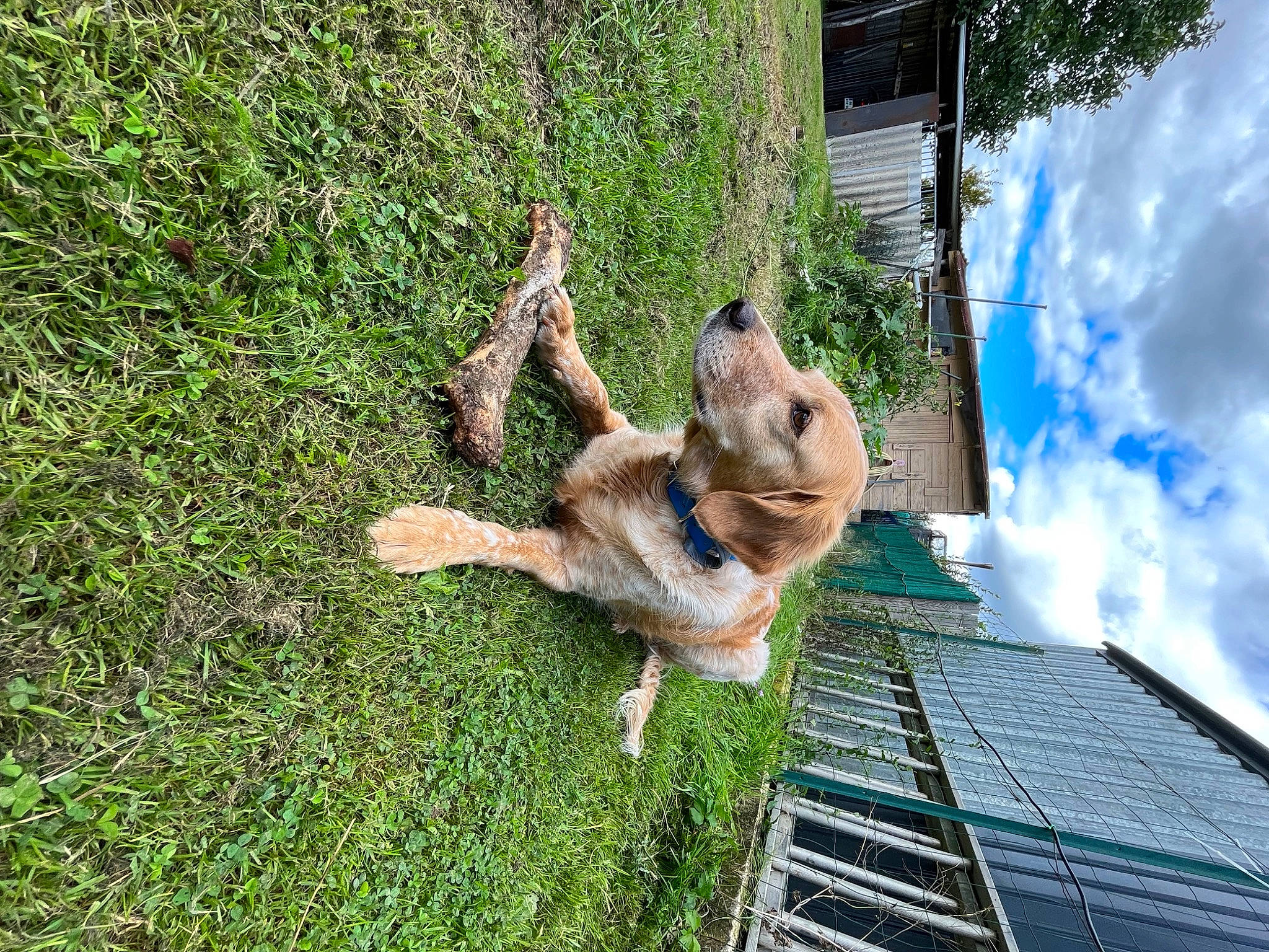 Myssa a rejoint le concours — aidez-le/la à gagner de superbes lots ! canidae, carnivore, cloud, companion_dog, dog, dog_breed, fawn, grass, groundcover, leisure, plant, sky, snout, sporting_group, tail, terrestrial_animal, tree, trunk, wildlife, working_animal