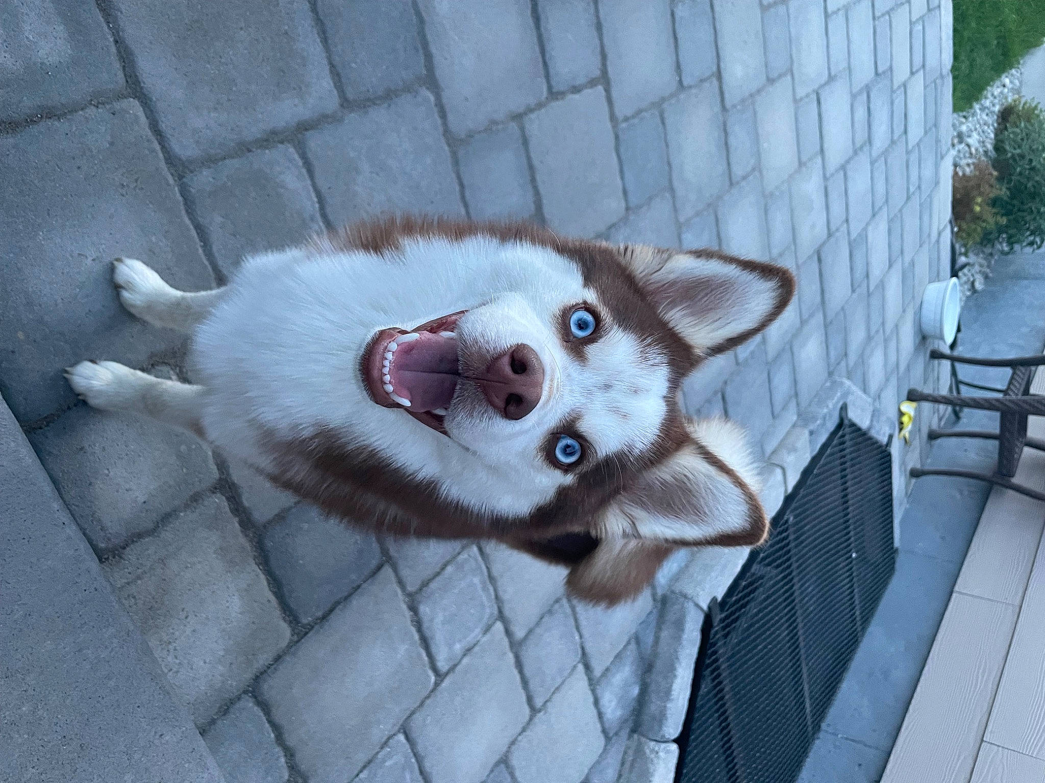 Mikko is registered to the contest to win money with this photo: carnivore, collar, companion_dog, dog, dog_breed, fang, fawn, felidae, fur, houseplant, plant, siberian_husky, sled_dog, small_to_medium_sized_cats, smile, spitz, sporting_group, tail, whiskers, working_animal
