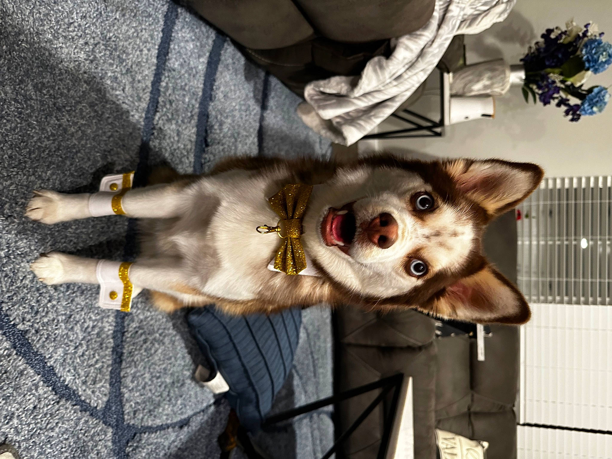 Mikko is registered to the contest to win money with this photo: ancient_dog_breeds, asphalt, canidae, carnivore, companion_dog, dog, dog_breed, dog_supply, eyewear, fashion_accessory, fawn, fur, non_sporting_group, snout, sporting_group, tail, toy, whiskers, working_animal