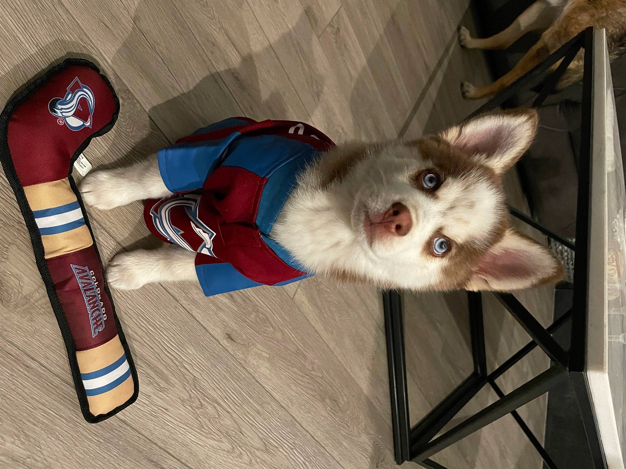Mikko joined the competition — help win amazing prizes! canis, carmine, carnivore, companion_dog, dog, dog_breed, dog_clothes, dog_supply, fur, glove, non_sporting_group, paw, siberian_husky, sled_dog, sock, spitz, tail, wolf, wood, working_dog