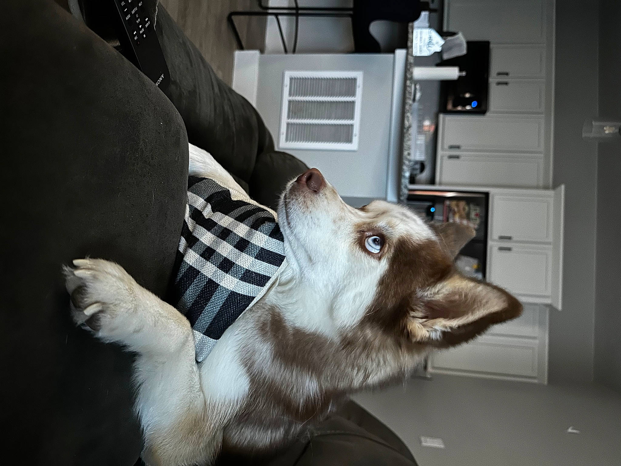 Mikko joined the competition — help win amazing prizes! cabinetry, canidae, carnivore, companion_dog, couch, dog, dog_breed, domestic_short_haired_cat, ear, felidae, fur, gesture, home_appliance, kitchen_appliance, small_to_medium_sized_cats, snout, sporting_group, whiskers, wolf, working_animal