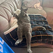 Kittlens joined the competition — help win amazing prizes! animal, blanket, cat, comfort, couch, cozy, feline, fur, gray_cat, home, indoor, living_room, paw, pet, relaxed, resting, sleepy, soft, stretching, tail