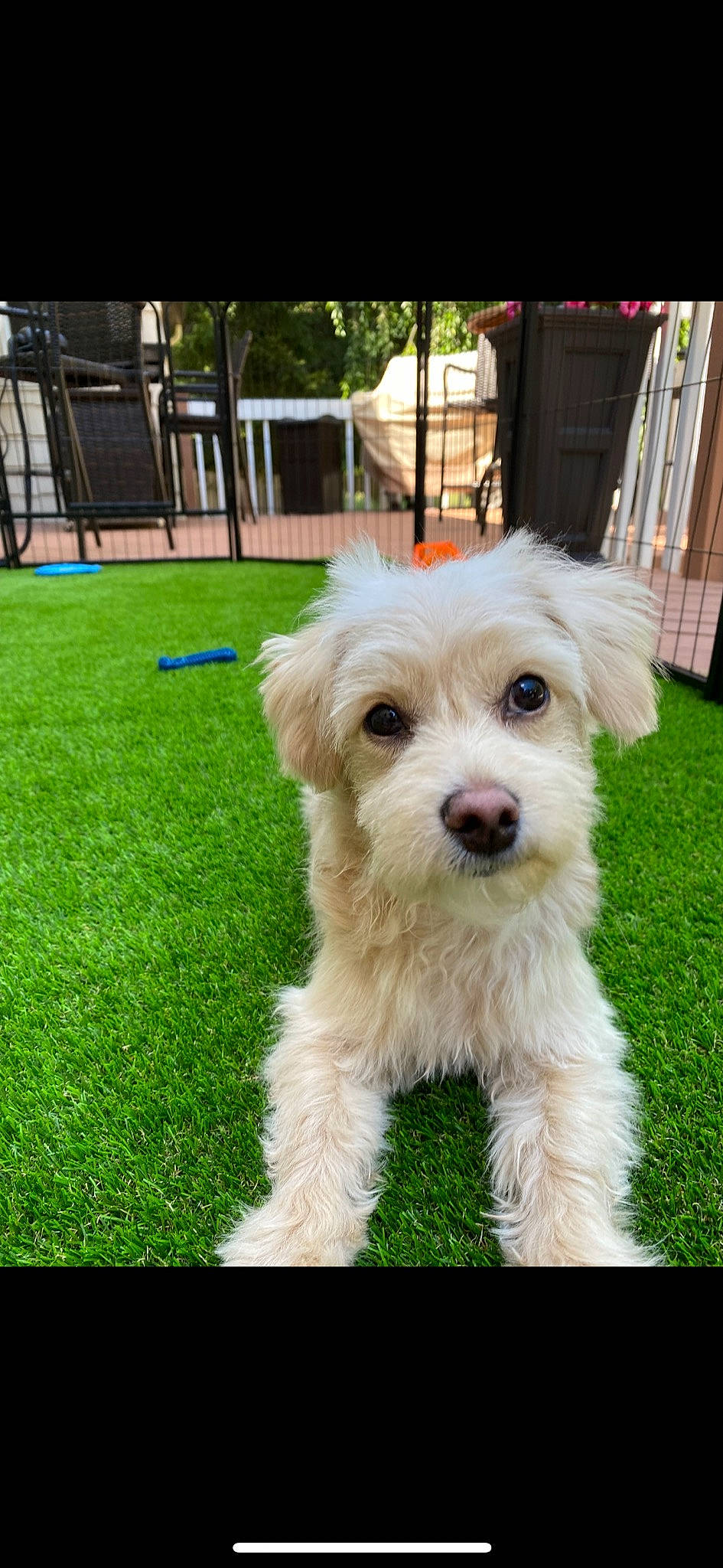 August joined the competition — help win amazing prizes! canidae, carnivore, companion_dog, dog, dog_breed, dog_collar, dog_supply, flooring, grass, maltepoo, non_sporting_group, plant, small_terrier, tail, terrier, toy_dog, working_animal, yard, yorkipoo