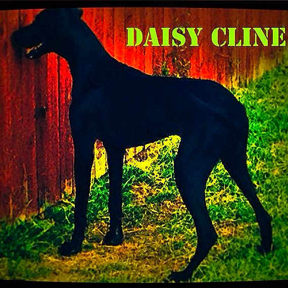 Daisy