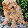 Gnocchi a rejoint le concours — aidez-le/la à gagner de superbes lots ! canine, collar, curly_coat, dog, fluffy, foliage, garden, golden, greenery, happy, long_hair, nature, outdoor, pet, portrait, puppy, shaggy, sitting, smiling, stone_wall