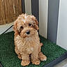 Gnocchi a rejoint le concours — aidez-le/la à gagner de superbes lots ! animal, artificial_grass, balcony, bamboo_blinds, brown_fur, camera_facing, cavapoo, curly_fur, cute, dog, fluffy, indoors, pet, portrait, puppy, rug, sitting, small_dog, striped_wall, tile_floor