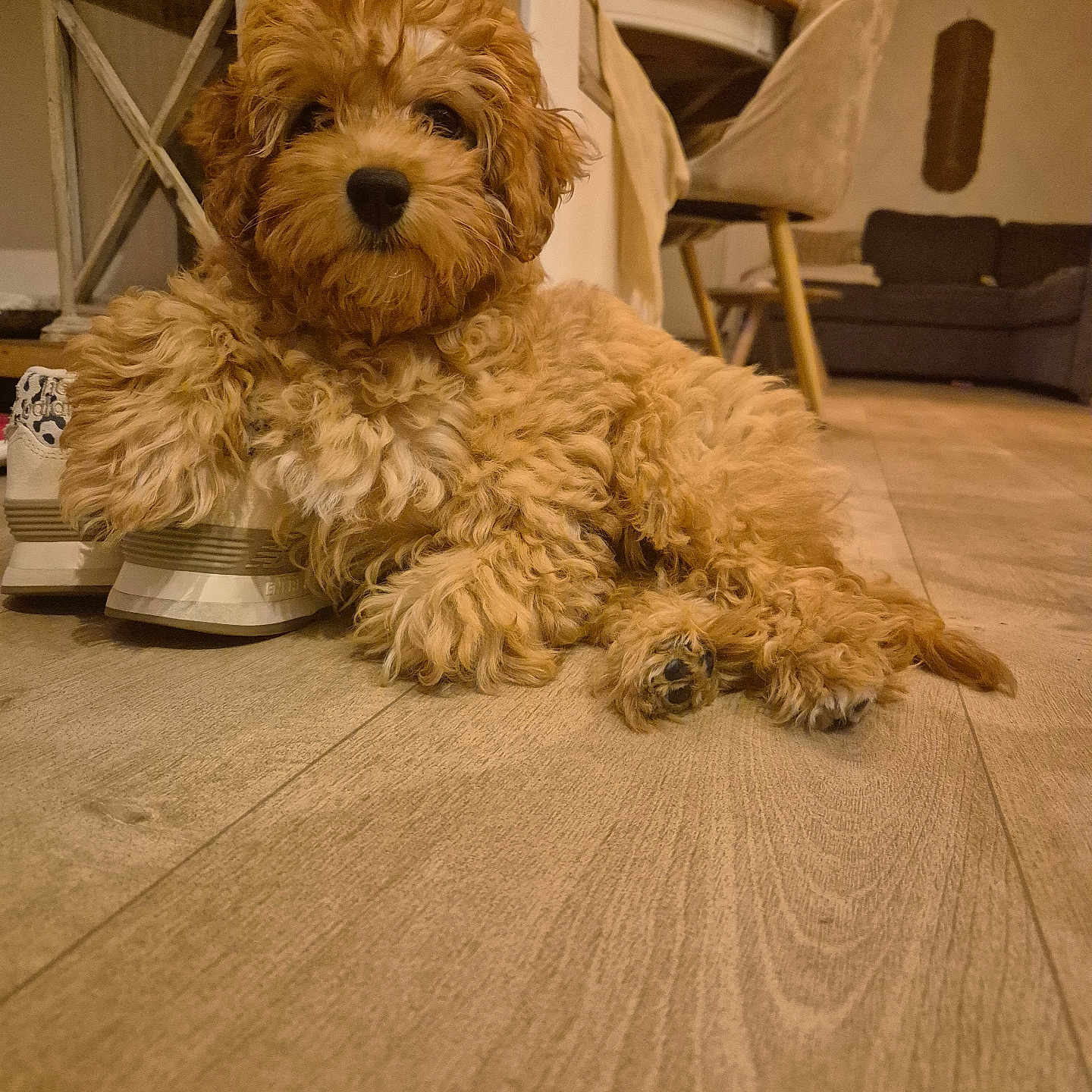 Gnocchi
