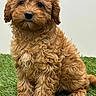 adorable, animal, artificial_grass, black_nose, brown_fur, canine, centered_composition, curly_fur, cute, dark_eyes, dog, fluffy, fur, long_ears, outdoors, pet, portrait, puppy, sitting, small_dog