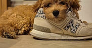 Gnocchi a rejoint le concours — aidez-le/la à gagner de superbes lots ! brown, caramel, curly_fur, cute, dog, floor, fluffy, footwear, home, indoors, lying_down, new_balance, pet, playful, portrait, puppy, resting, shoe, sneaker, wooden_floor