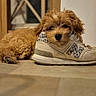 brown, caramel, curly_fur, cute, dog, floor, fluffy, footwear, home, indoors, lying_down, new_balance, pet, playful, portrait, puppy, resting, shoe, sneaker, wooden_floor
