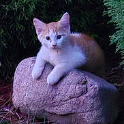 Danger is registered to the contest to win money with this photo: animal, bushes, cat, curious, cute, fur, grass, greenery, kitten, leaves, mammal, nature, outdoor, pet, purple_mulch, resting, rock, small_animal, wildlife, young