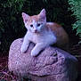 animal, bushes, cat, curious, cute, fur, grass, greenery, kitten, leaves, mammal, nature, outdoor, pet, purple_mulch, resting, rock, small_animal, wildlife, young