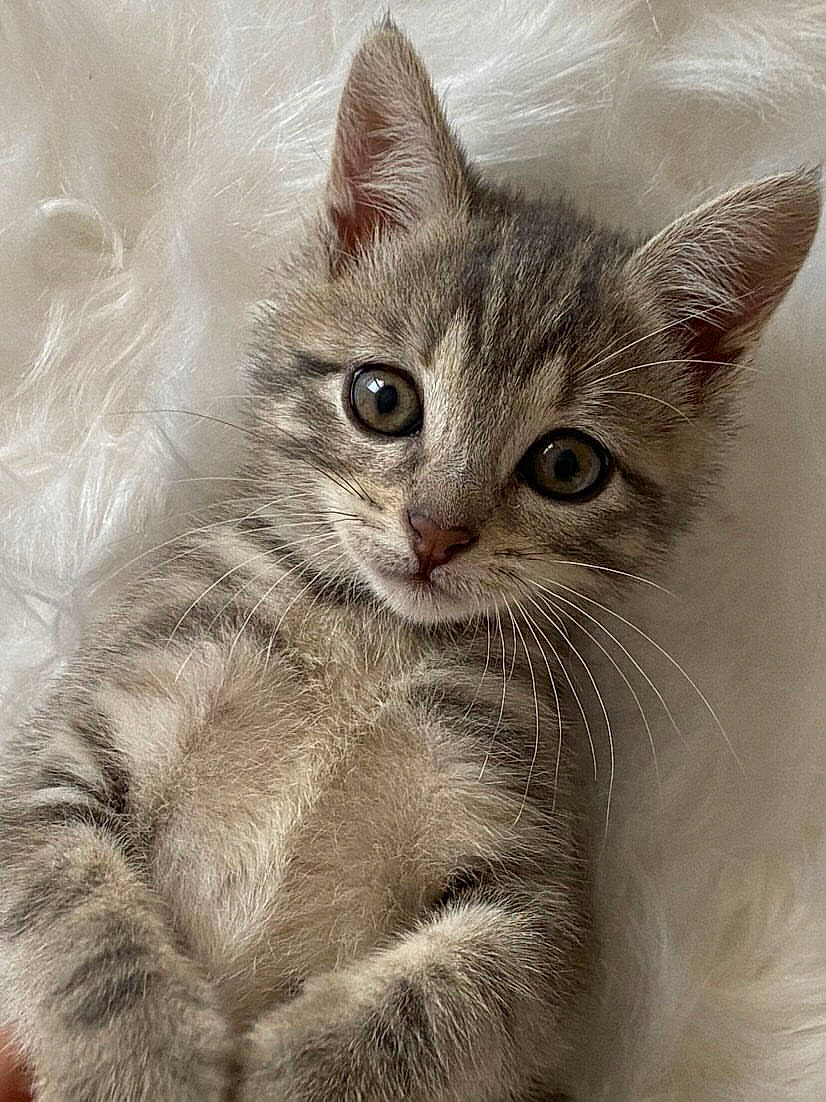 Khalissi participe au concours pour gagner de l'argent avec cette photo : art, carnivore, cat, claw, domestic_short_haired_cat, felidae, fur, illustration, iris, paw, photo_caption, small_to_medium_sized_cats, snout, tail, terrestrial_animal, whiskers, window