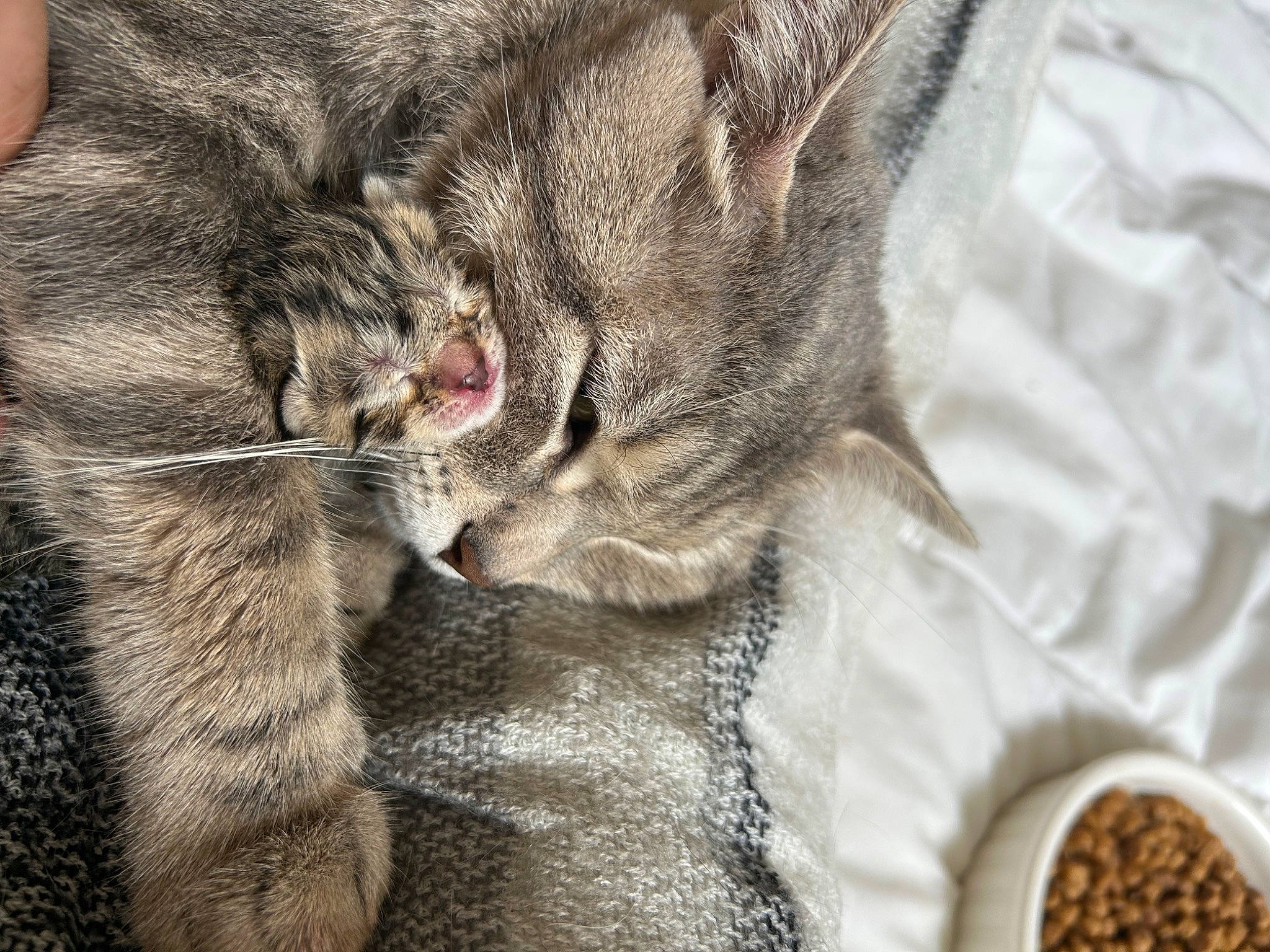 Khalissi a rejoint le concours — aidez-le/la à gagner de superbes lots ! animal_feed, carnivore, cat, claw, close_up, domestic_short_haired_cat, felidae, fur, gesture, ingredient, paw, seasoning, seed, serveware, small_to_medium_sized_cats, spice, superfood, tableware, terrestrial_animal, whiskers