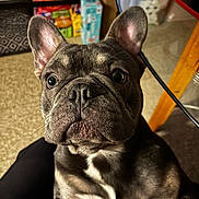 King joined the competition — help win amazing prizes! animal, brown, carpet, close_up, curious, dog, domestic, ears, expression, floor, french_bulldog, hand, household_items, indoor, light, paw, pet, snout, table_leg, white_markings