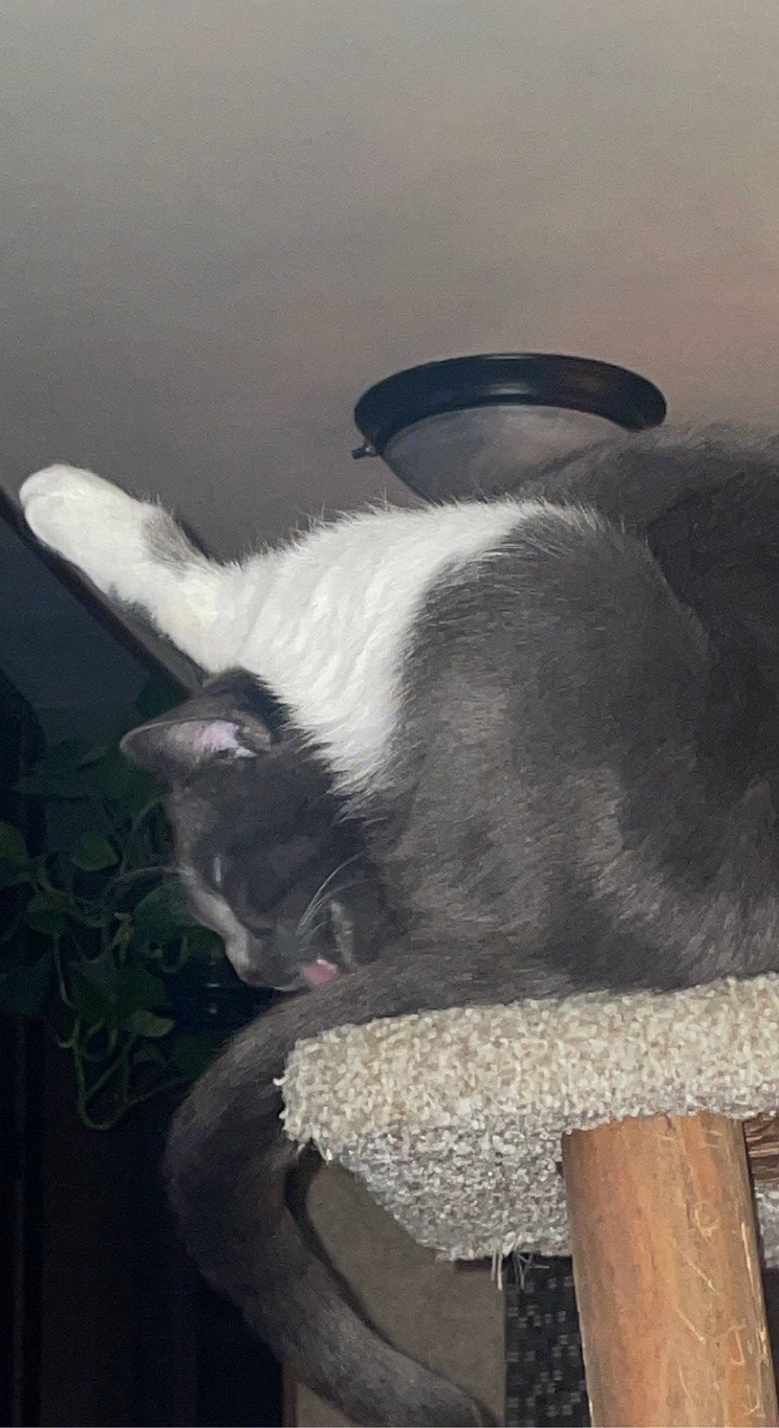 Clover is registered to the contest to win money with this photo: canidae, carnivore, cat, comfort, companion_dog, dog_breed, domestic_short_haired_cat, felidae, fur, human_leg, monochrome, monochrome_photography, nap, paw, small_to_medium_sized_cats, sporting_group, tail, whiskers, window