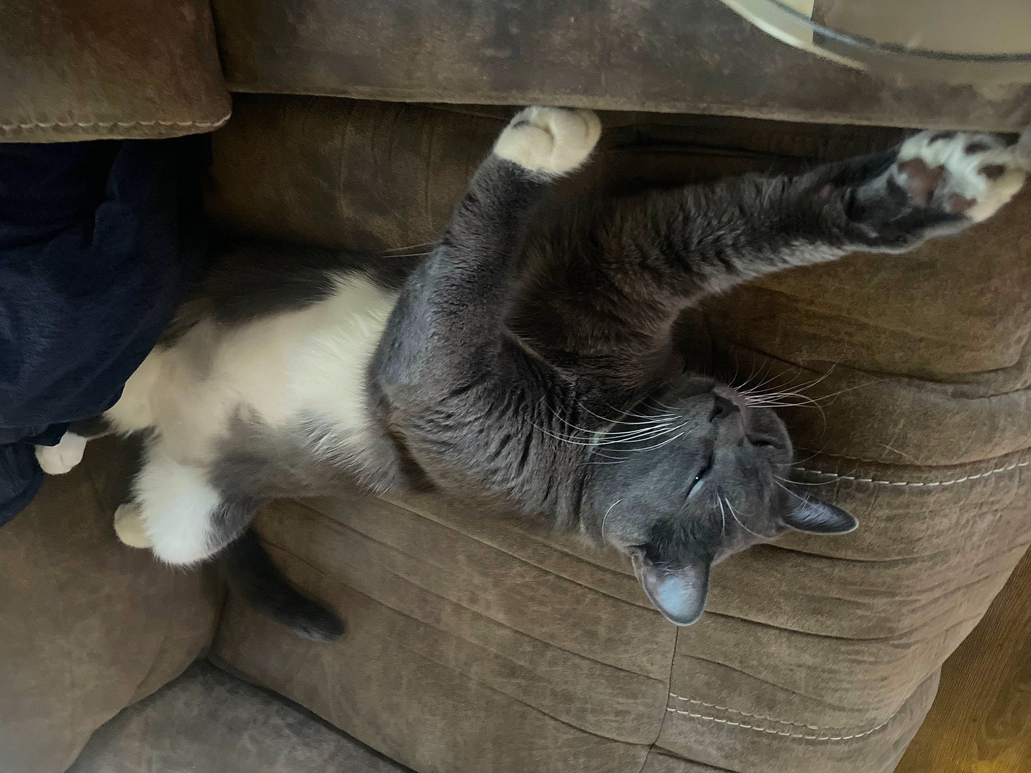 Clover joined the competition — help win amazing prizes! carnivore, cat, claw, comfort, domestic_short_haired_cat, felidae, fur, grey, paw, small_to_medium_sized_cats, tail, terrestrial_animal, whiskers, window, wood