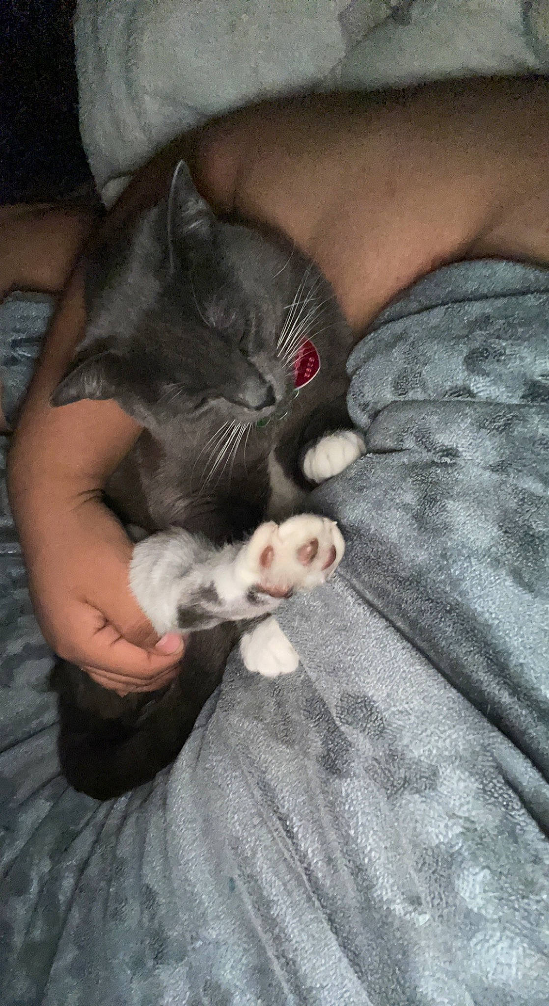 Clover is registered to the contest to win money with this photo: canidae, carnivore, cat, comfort, companion_dog, dog_breed, domestic_short_haired_cat, ear, fawn, felidae, fur, gesture, grey, mammal, paw, small_to_medium_sized_cats, snout, tail, vertebrate, whiskers