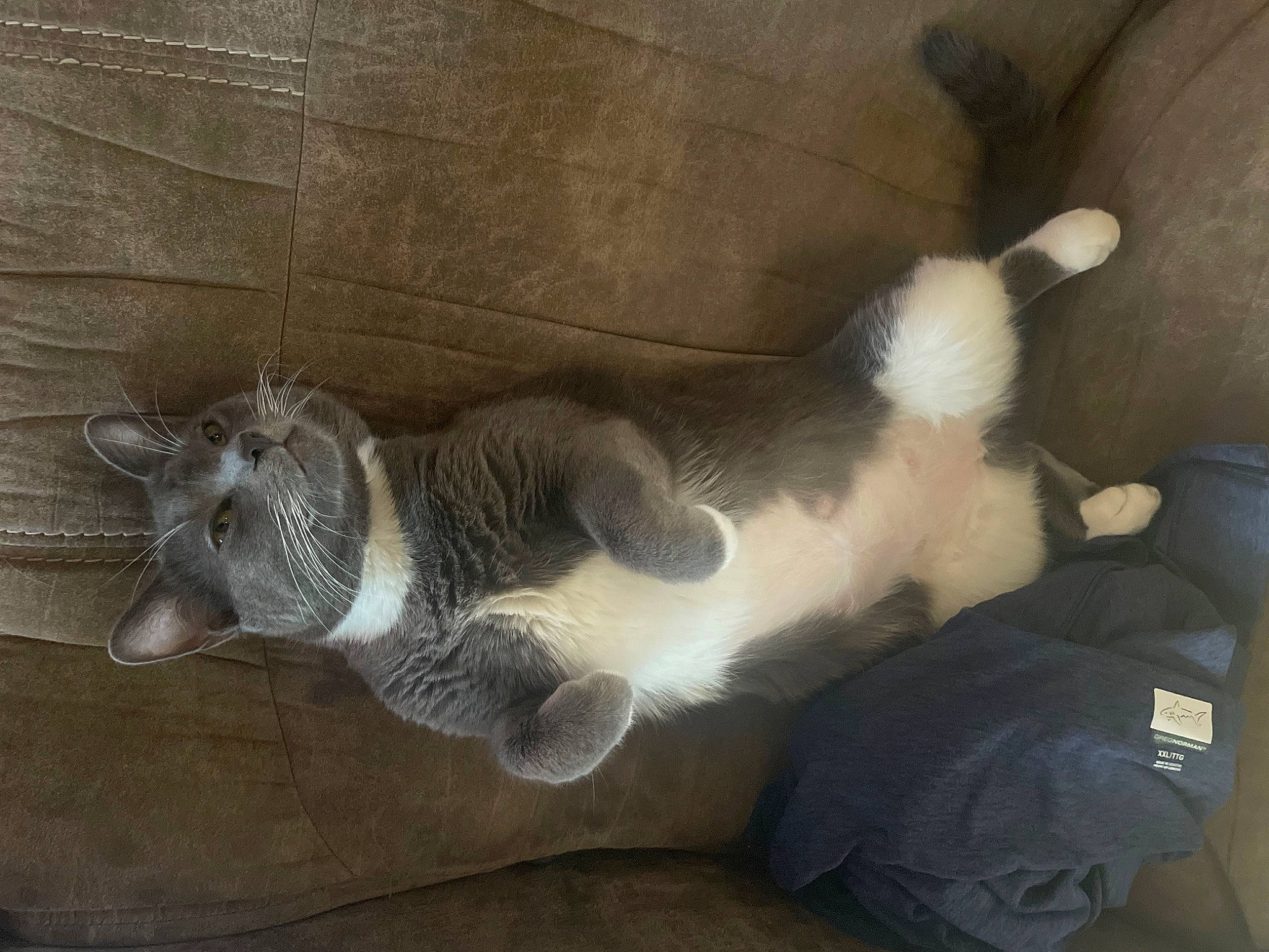 Clover is registered to the contest to win money with this photo: canidae, carnivore, cat, claw, comfort, companion_dog, dog_breed, domestic_short_haired_cat, felidae, foot, fur, human_leg, nap, paw, small_to_medium_sized_cats, tail, terrestrial_animal, whiskers, wood